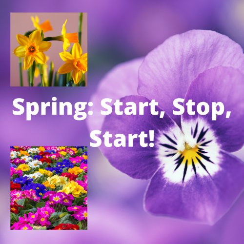 Spring plants