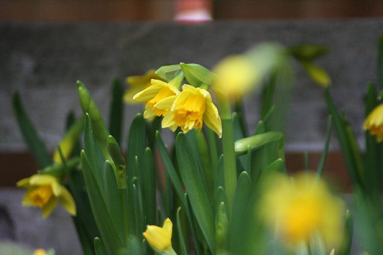 Spring flowers