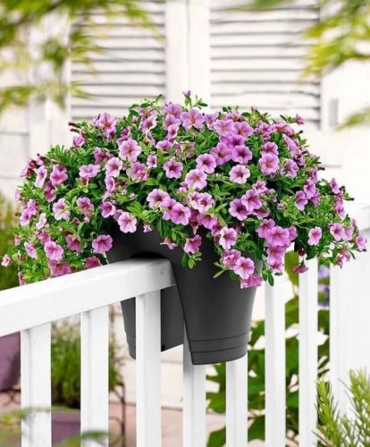 Successful-Patio-Gardening-Summer
