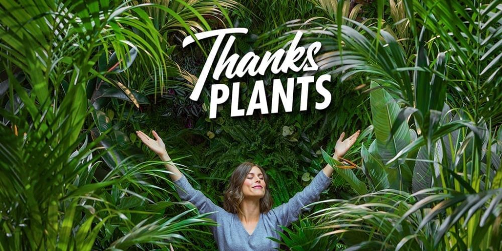 Thanks-plants