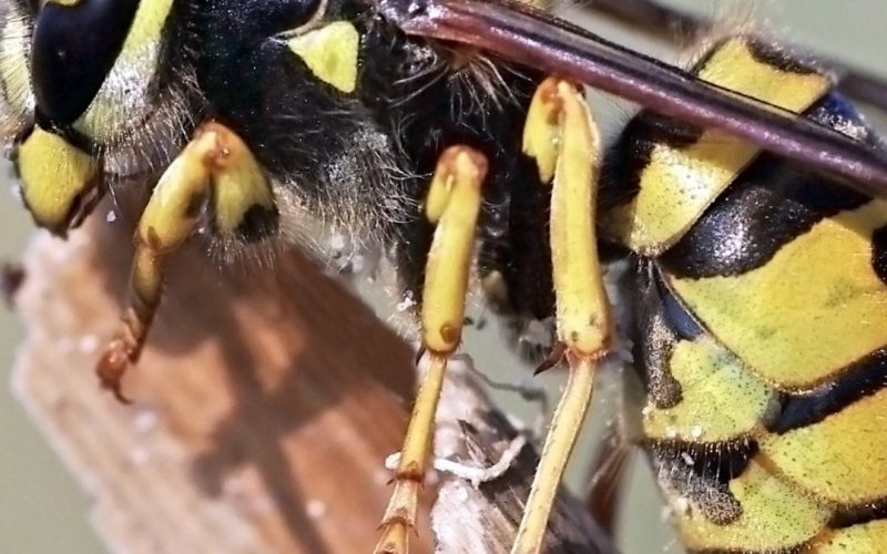Wasps, friend or foe
