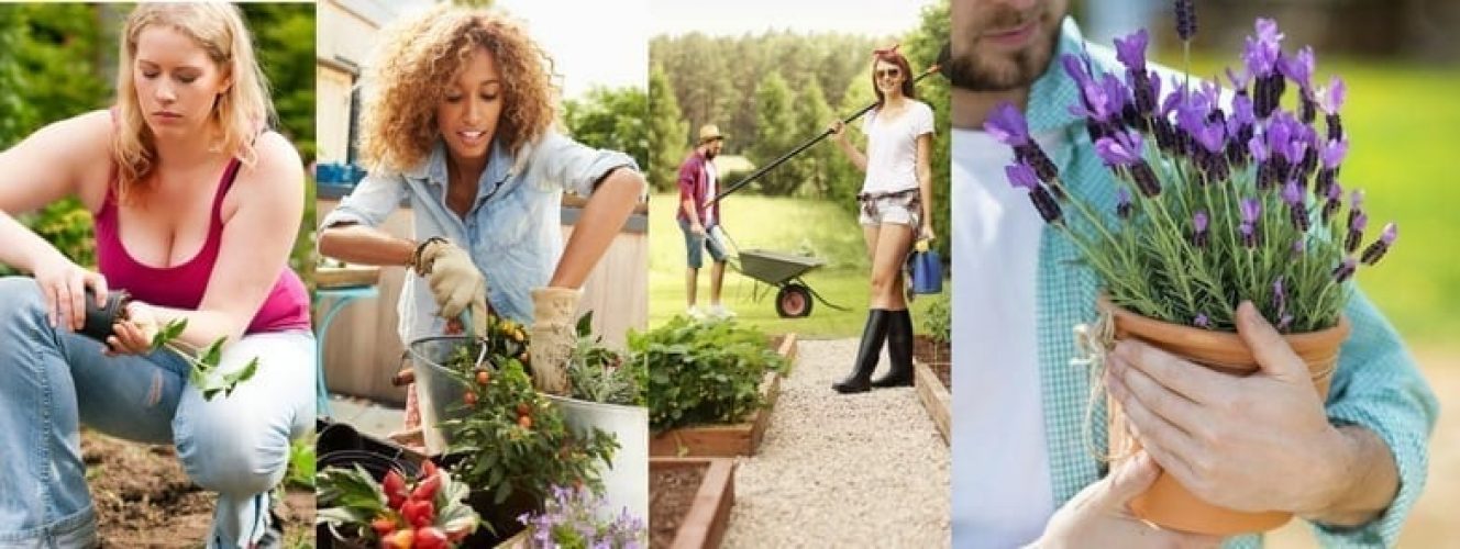 What to plant now mid summer