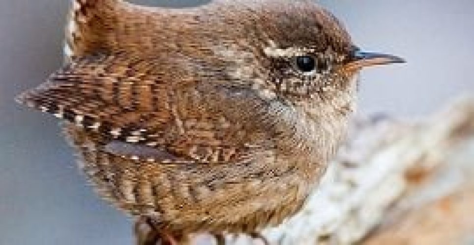 Wren