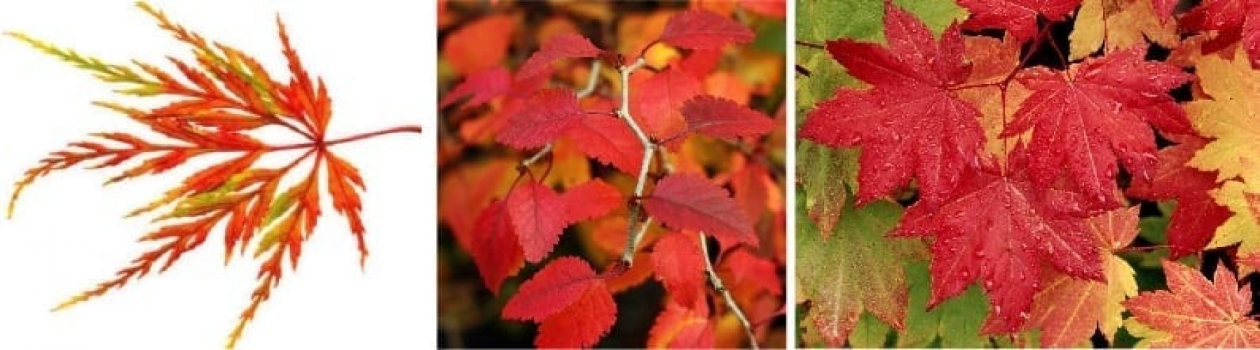 autumn-the-forgotten-season