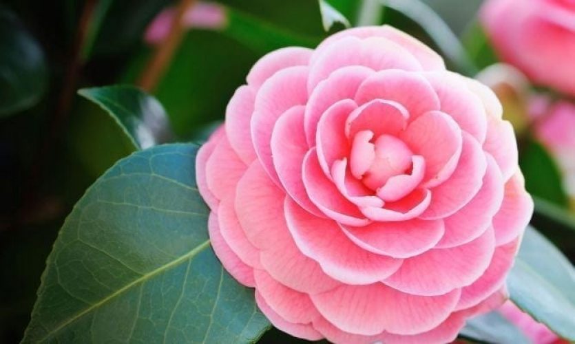 camellias-here-comes-spring