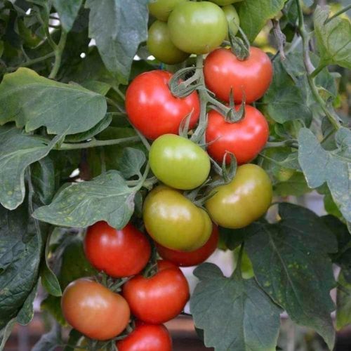 grafted-tomato-crimson