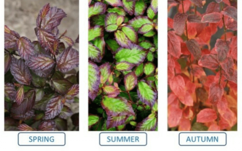parrotia-persian-spire-seasons