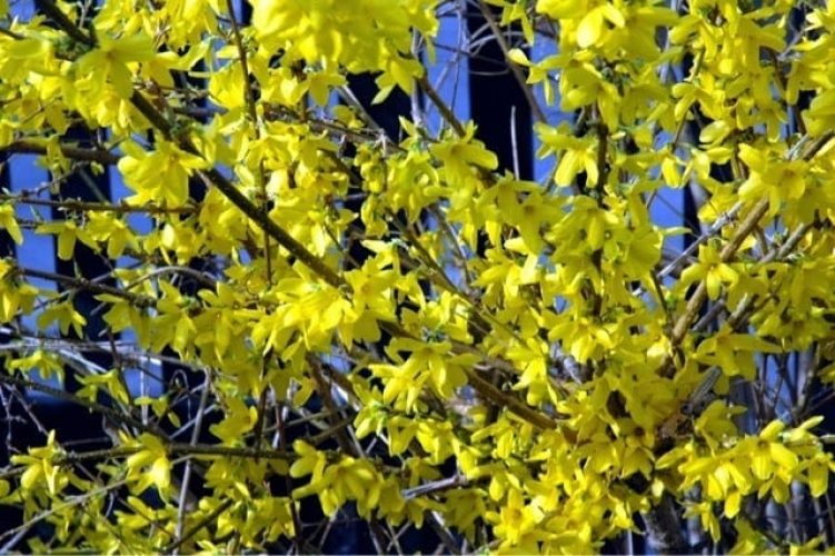 pruning-rule-of-thumb
