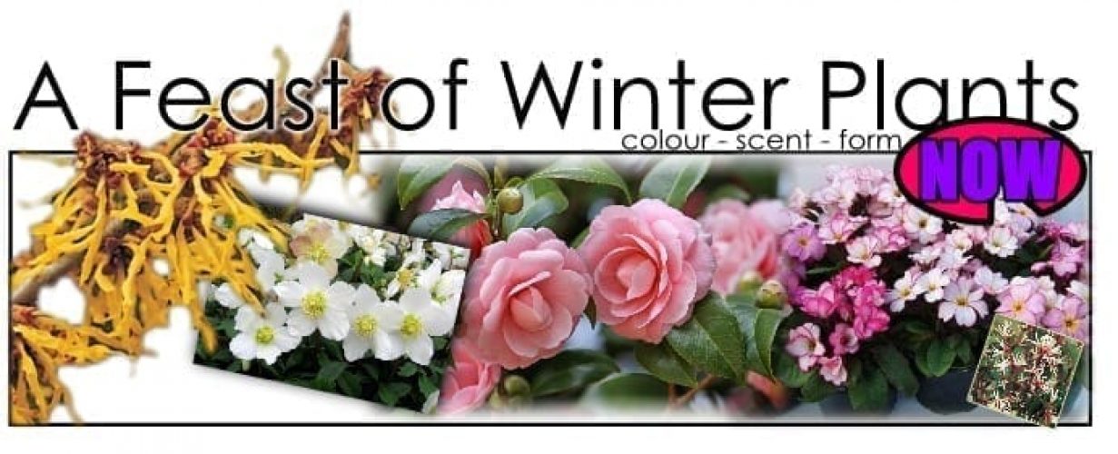 winter-plants